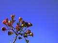 Aus Plant