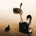Swans