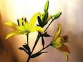 Lily
