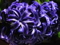 Hyacinth