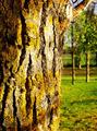 Tree, Light, Texture