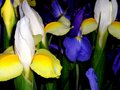 Iris