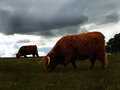 Cow Edit DPC.jpg