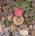 Star Plant