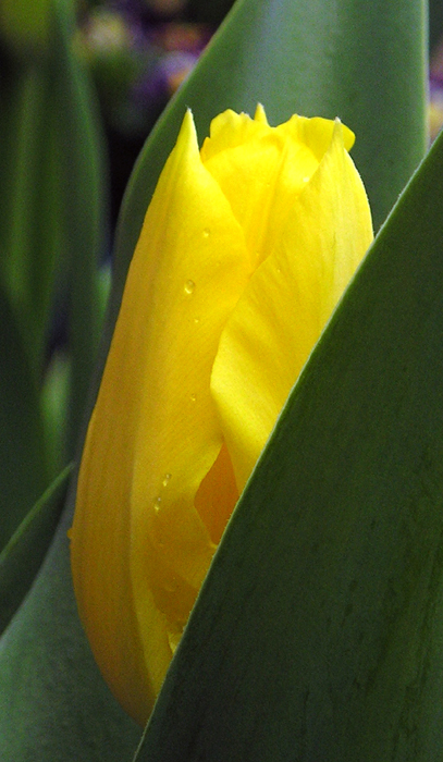 Tulip 2