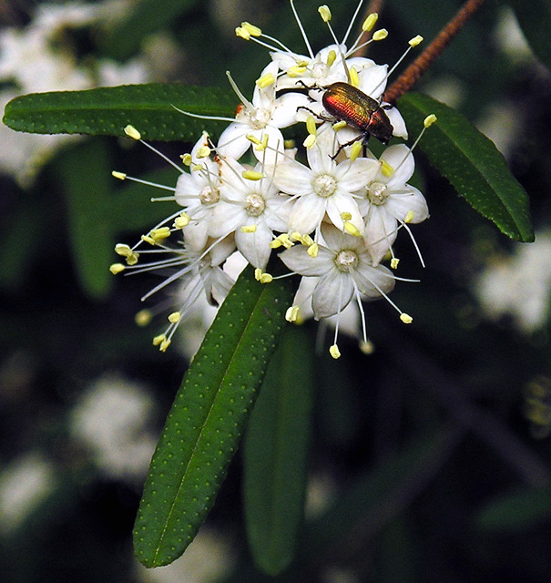 Shiny Bug