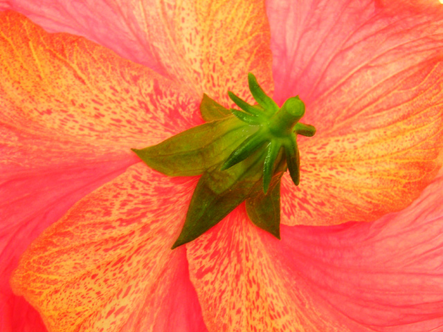 Hibiscus