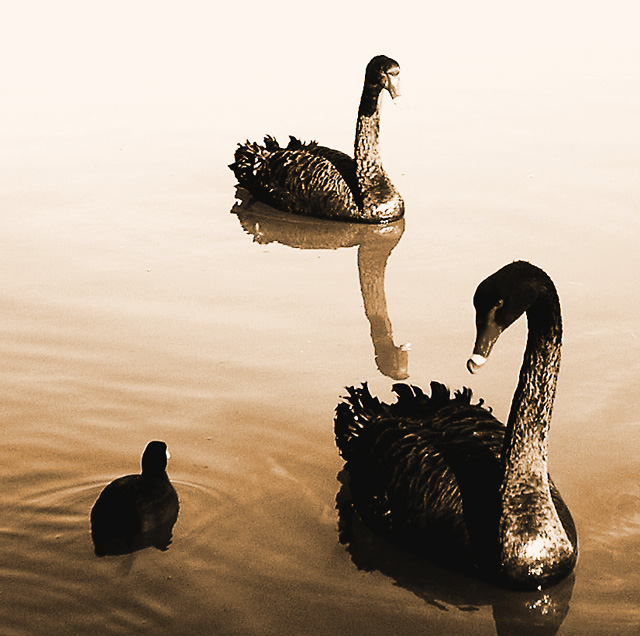 Swans