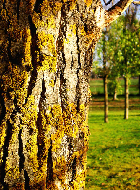 Tree, Light, Texture
