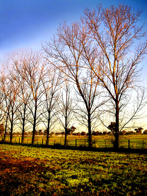 Country Trees