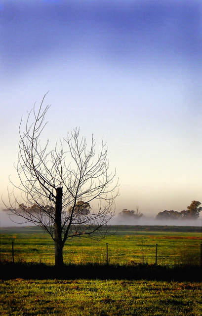 Pasture