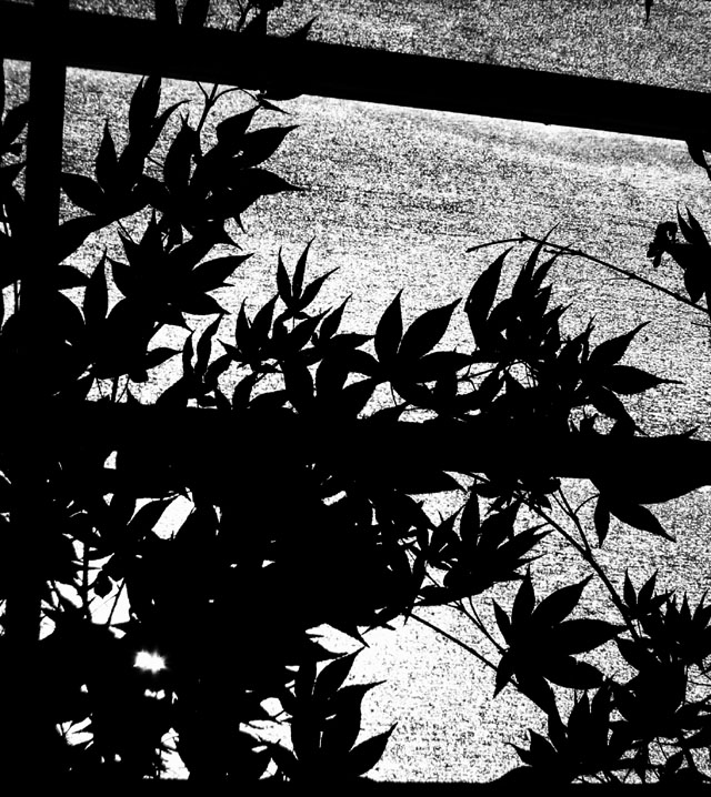 Window