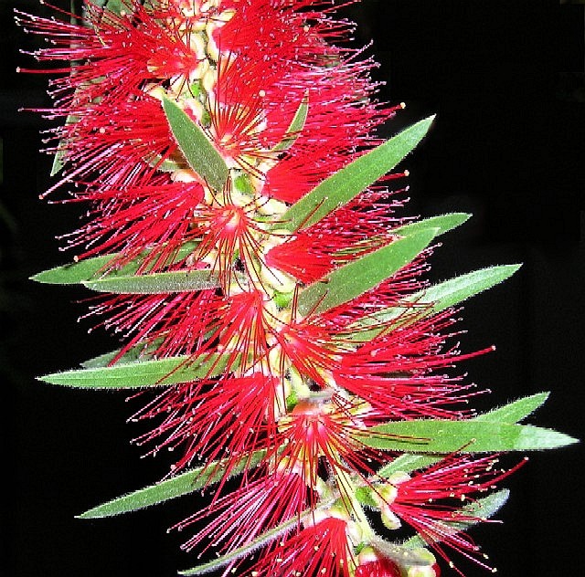 Bottlebrush.jpg