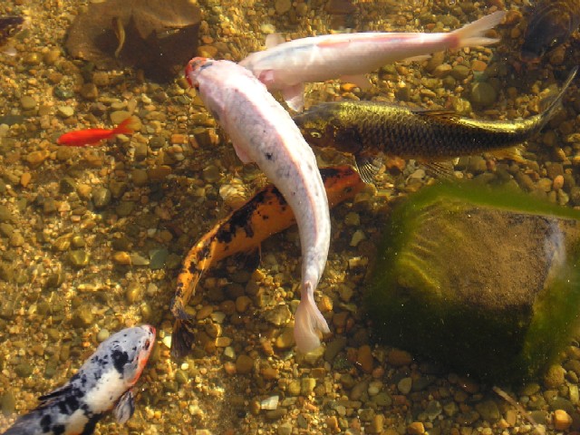 Koi