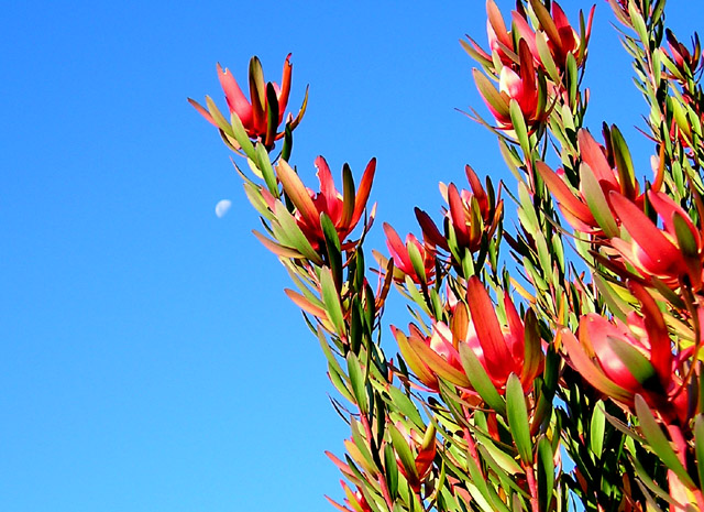 Moon and Red FLowers