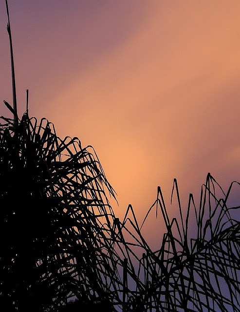 Palm%.jpg