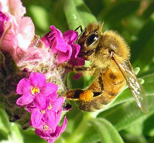 Bee on Lavender 2