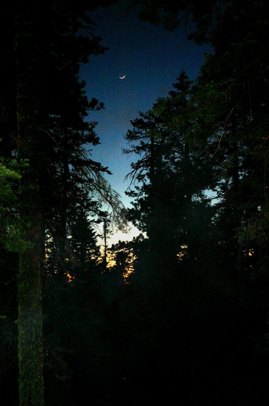 Sequioa Crescent