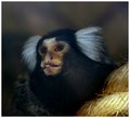 little monkey1.JPG