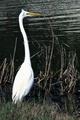 Disturbed Egret