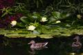 Ducks and Water Lily Blossoms