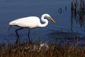 Egret Fishing in Still Pond.