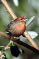 Finch on Pineapple Guava Tree