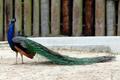 Peacocks