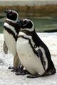 Penguin  Couple