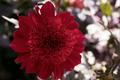 Amadeus, an Anemone style Dahlia