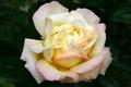 Peace Rose