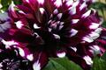 Dahlia Blossoms