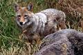 Coyote