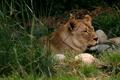 Lioness
