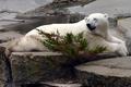 Polar Bear