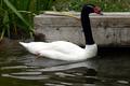 Black Necked Swan