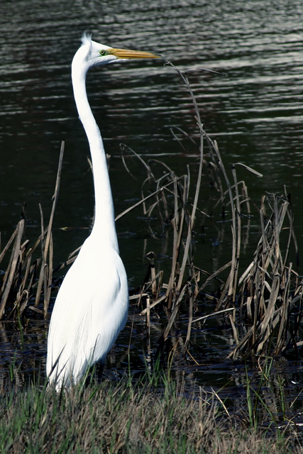 Disturbed Egret