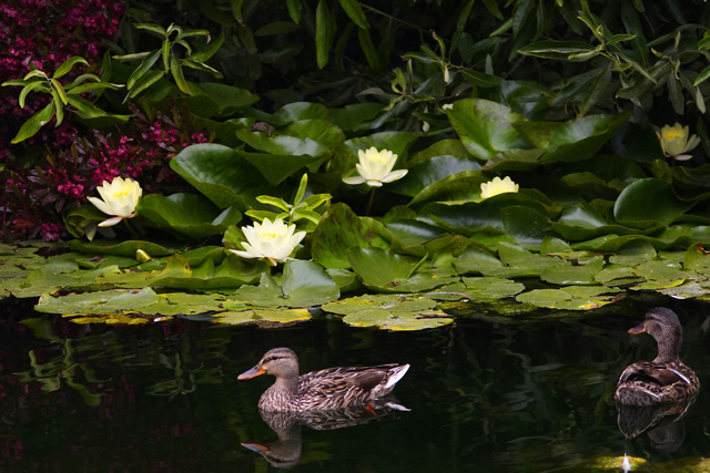 Ducks and Water Lily Blossoms