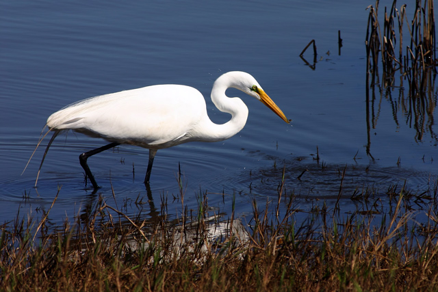 Egret Fishing in Still Pond.