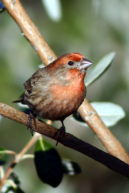 Finch on Pineapple Guava Tree