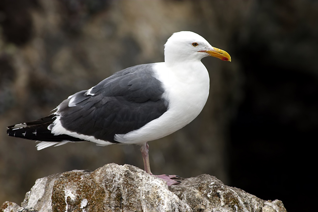 Gull