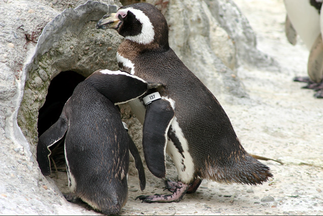 Penguins - Come On A My House