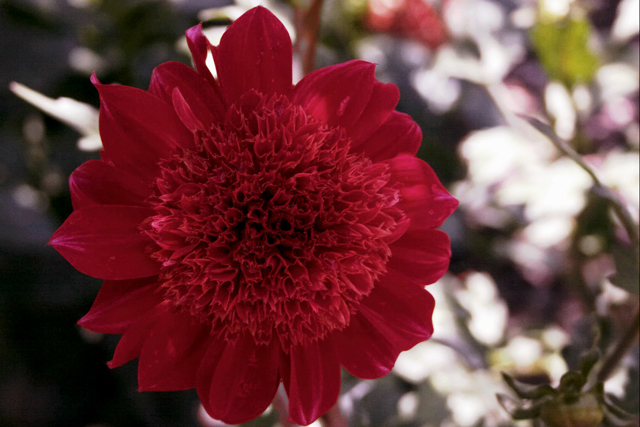 Amadeus, an Anemone style Dahlia