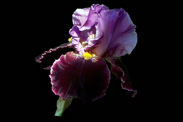 Iris
