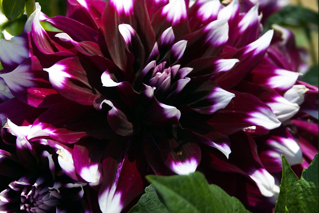 Dahlia Blossoms