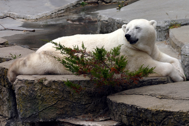 Polar Bear