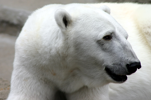 Polar Bear
