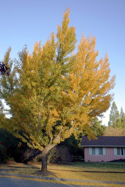 Ginko, Fall Colors