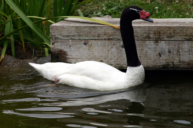 Black Necked Swan