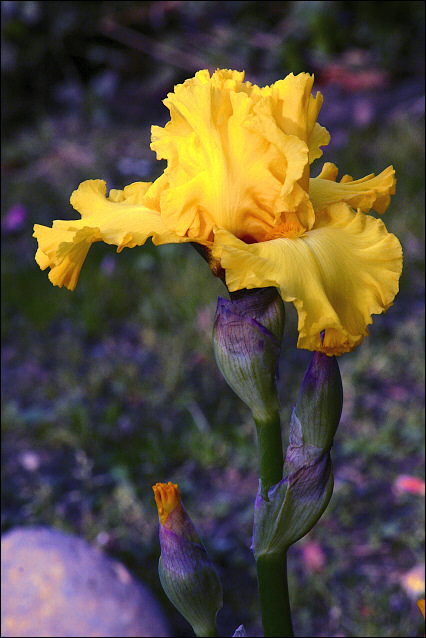 Fall Blooming of Yellow Iris